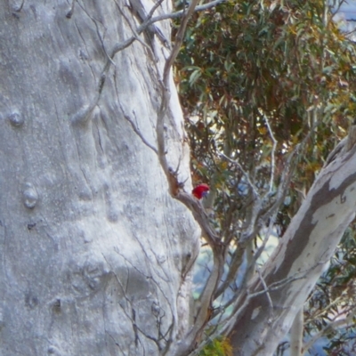 Platycercus elegans (Crimson Rosella) at Royalla, NSW - 27 Sep 2023 by MB