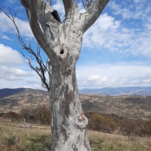 Platycercus elegans at Royalla, NSW - suppressed