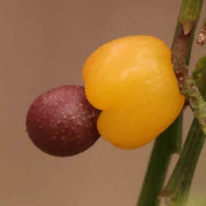 Exocarpos cupressiformis at O'Connor, ACT - 28 Sep 2023