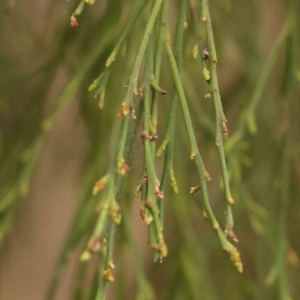 Exocarpos cupressiformis at O'Connor, ACT - 28 Sep 2023 08:07 AM