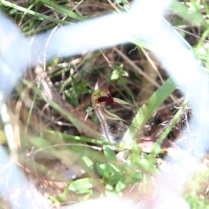 Caladenia actensis at suppressed - 24 Sep 2023