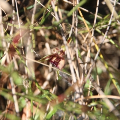 Caladenia actensis (Canberra Spider Orchid) at Mount Majura - 24 Sep 2023 by petersan