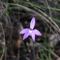 Glossodia major (Wax Lip Orchid) at Mount Majura - 24 Sep 2023 by petersan