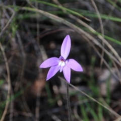Glossodia major (Wax Lip Orchid) at Majura, ACT - 24 Sep 2023 by petersan