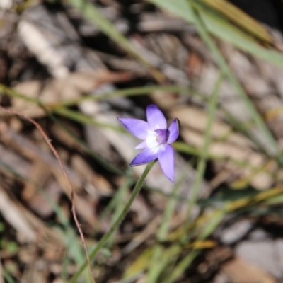 Glossodia major (Wax Lip Orchid) at Mount Majura - 24 Sep 2023 by petersan