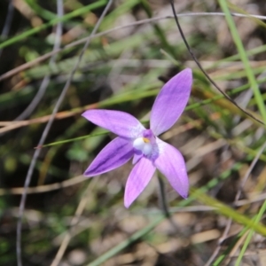 Glossodia major at Majura, ACT - 24 Sep 2023