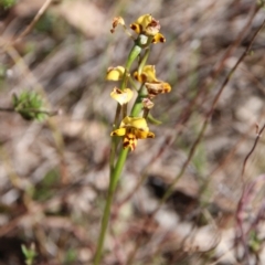 Diuris pardina (Leopard Doubletail) at Majura, ACT - 24 Sep 2023 by petersan