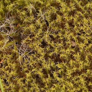 Campylopus introflexus at Acton, ACT - 28 Sep 2023