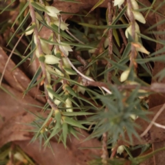Melichrus urceolatus (Urn Heath) at Caladenia Forest, O'Connor - 27 Sep 2023 by ConBoekel