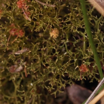 Cladia sp. (genus) at Caladenia Forest, O'Connor - 27 Sep 2023 by ConBoekel