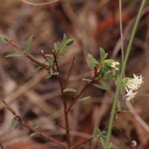 Pimelea linifolia subsp. linifolia at O'Connor, ACT - 28 Sep 2023