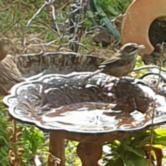 Sericornis frontalis (White-browed Scrubwren) at Wallaroo, NSW - 22 Sep 2023 by Paul@93