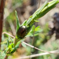 Chrysolina quadrigemina (Greater St Johns Wort beetle) at O'Malley, ACT - 29 Sep 2023 by Mike