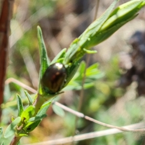 Chrysolina quadrigemina at O'Malley, ACT - 29 Sep 2023