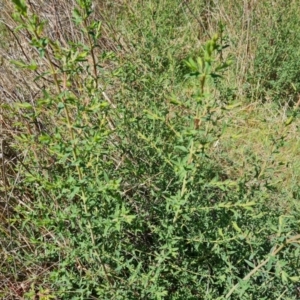 Hypericum perforatum at O'Malley, ACT - 29 Sep 2023