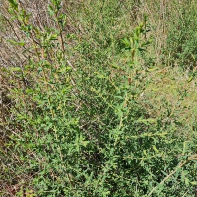 Hypericum perforatum (St John's Wort) at O'Malley, ACT - 28 Sep 2023 by Mike