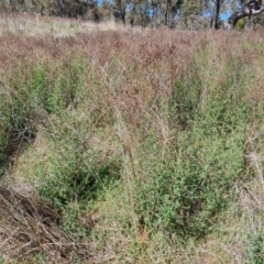 Hypericum perforatum at O'Malley, ACT - 29 Sep 2023