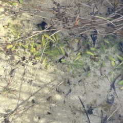Goodenia radicans (Shiny Swamp-mat) at Tarago, NSW - 3 Jul 2023 by JaneR