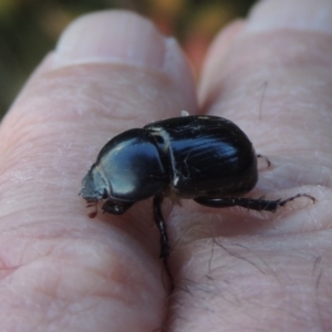 Heteronychus arator at Conder, ACT - 4 Apr 2023