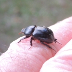 Heteronychus arator at Conder, ACT - 4 Apr 2023