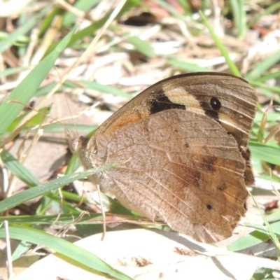 Heteronympha merope (Common Brown Butterfly) at Conder, ACT - 5 Apr 2023 by michaelb