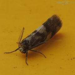 Anestia (genus) (A tiger moth) at Pollinator-friendly garden Conder - 8 Apr 2023 by michaelb