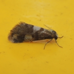 Anestia (genus) at Conder, ACT - 8 Apr 2023