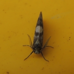 Anestia (genus) at Conder, ACT - 8 Apr 2023