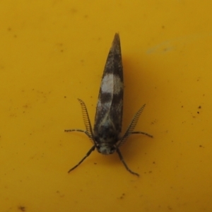Anestia (genus) at Conder, ACT - 8 Apr 2023