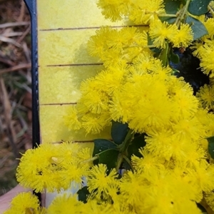 Acacia pravissima at Cotter River, ACT - 28 Sep 2023