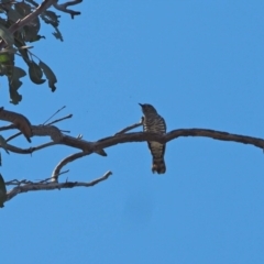 Chrysococcyx lucidus (Shining Bronze-Cuckoo) at Molonglo River Reserve - 29 Sep 2023 by wombey