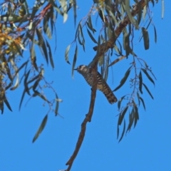 Chrysococcyx lucidus at Belconnen, ACT - 29 Sep 2023