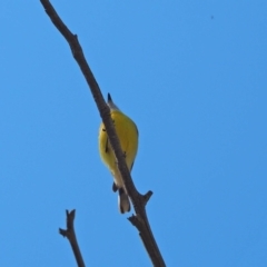 Gerygone olivacea (White-throated Gerygone) at Belconnen, ACT - 29 Sep 2023 by wombey