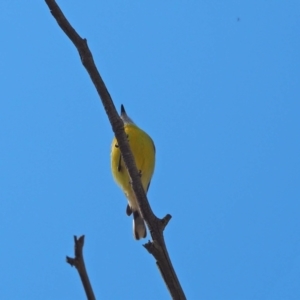 Gerygone olivacea at Belconnen, ACT - 29 Sep 2023