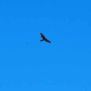 Accipiter fasciatus at Belconnen, ACT - 29 Sep 2023