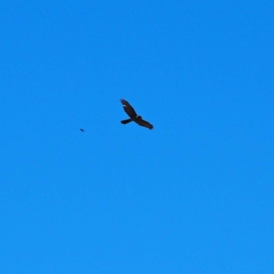 Tachyspiza fasciata (Brown Goshawk) at Belconnen, ACT - 29 Sep 2023 by wombey