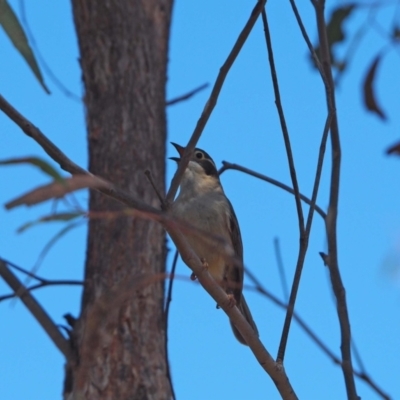 Melithreptus brevirostris (Brown-headed Honeyeater) at Molonglo River Reserve - 29 Sep 2023 by wombey
