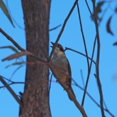Melithreptus brevirostris (Brown-headed Honeyeater) at Belconnen, ACT - 29 Sep 2023 by wombey