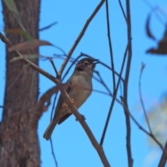 Melithreptus brevirostris at Belconnen, ACT - 29 Sep 2023