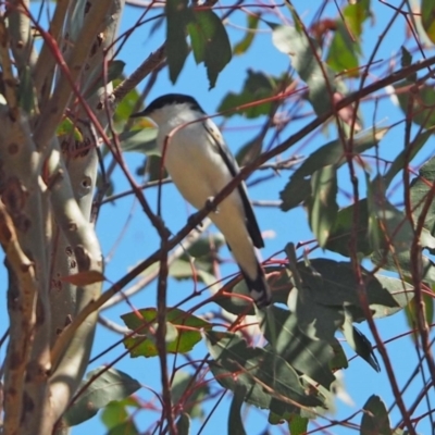 Lalage tricolor (White-winged Triller) at Molonglo River Reserve - 29 Sep 2023 by wombey