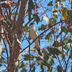 Lalage tricolor at Belconnen, ACT - 29 Sep 2023