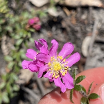 Bauera rubioides (Wiry Bauera) at Wog Wog, NSW - 28 Sep 2023 by NedJohnston