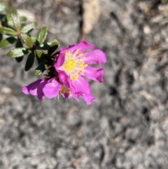 Bauera rubioides at Wog Wog, NSW - 28 Sep 2023