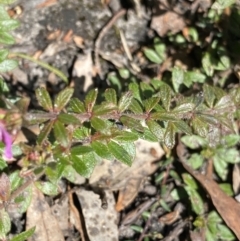 Bauera rubioides at Wog Wog, NSW - 28 Sep 2023