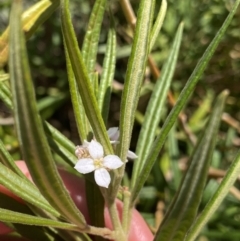 Zieria caducibracteata (Large-bracted Zieria) at QPRC LGA - 28 Sep 2023 by Ned_Johnston