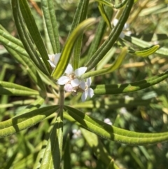 Zieria caducibracteata at Wog Wog, NSW - 28 Sep 2023