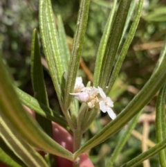 Zieria caducibracteata at Wog Wog, NSW - 28 Sep 2023