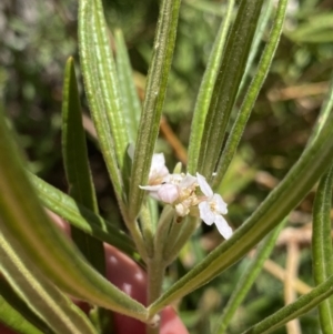 Zieria caducibracteata at Wog Wog, NSW - 28 Sep 2023