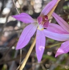 Caladenia alata (Fairy Orchid) at Corang, NSW - 28 Sep 2023 by Ned_Johnston