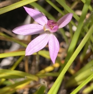 Caladenia alata at Corang, NSW - 28 Sep 2023